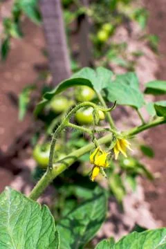 Green tomatoes Stock Photos