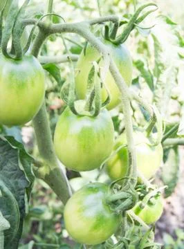 Green tomatoes Stock Photos