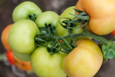 Green tomatoes Foto stock