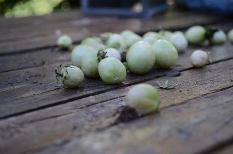 Green Tomatoes Stock Photos
