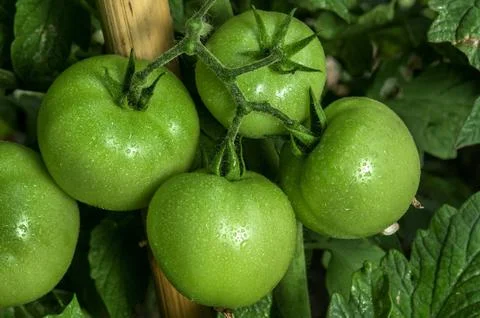 Green tomatoes Stock Photos