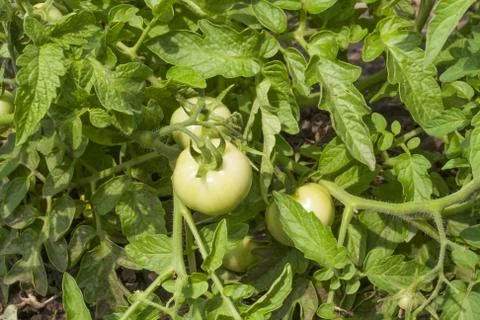 Green tomatoes Stock Photos