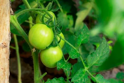 The green tomatoes 库存照片