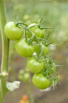 Green tomatoes Stock Photos