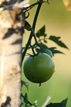 Green tomatoes Foto stock