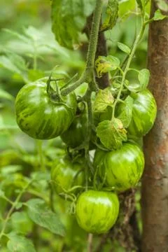 Green tomatoes Stock Photos