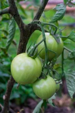 Green Tomatoes Stock Photos