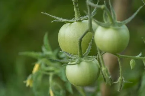 Green Tomatoes Stock Photos