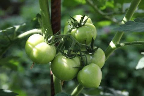Green tomatoes Stock Photos