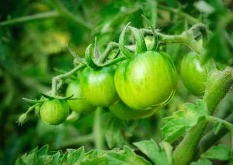 Green tomatoes Stock Photos