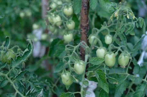 Green tomatoes Stock Photos