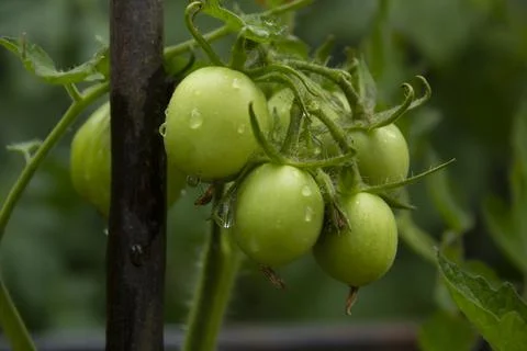 Green Tomatoes Foto stock