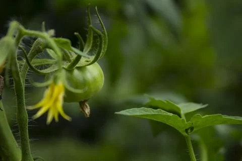 Green Tomatoes Foto stock