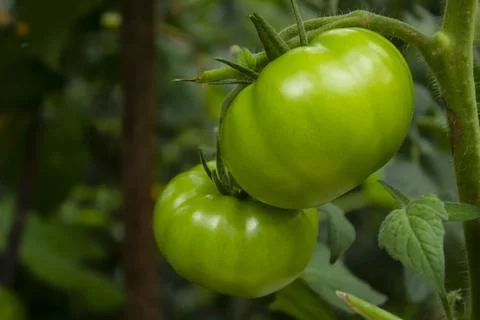 Green Tomatoes Foto stock
