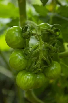 Green Tomatoes Foto stock