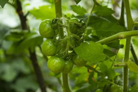 Green Tomatoes Foto stock