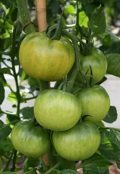 Green Tomatoes. Stock Photos