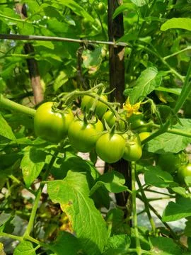 Green tomatoes Foto stock