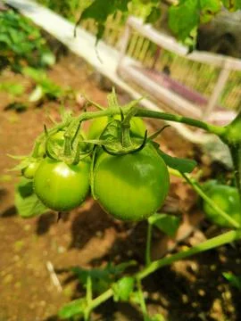 Green tomatoes Foto stock
