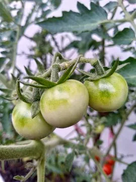 Green tomatoes Stock Photos