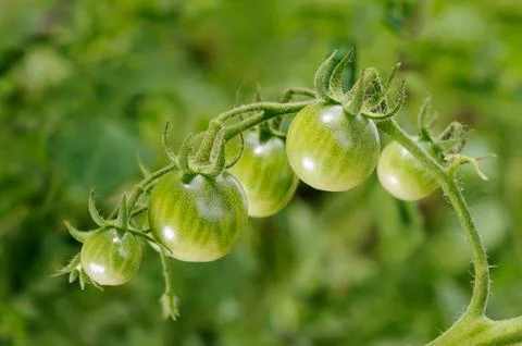 Green tomatoes Stock Photos