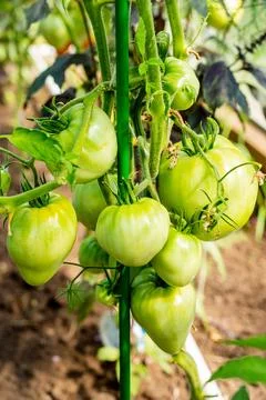 Green tomatoes Stock Photos