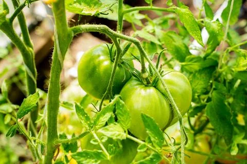 Green tomatoes Stock Photos