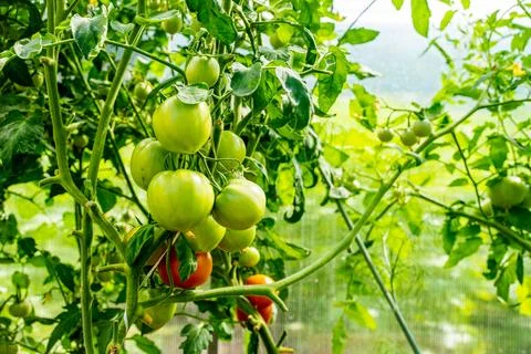 Green tomatoes Stock Photos