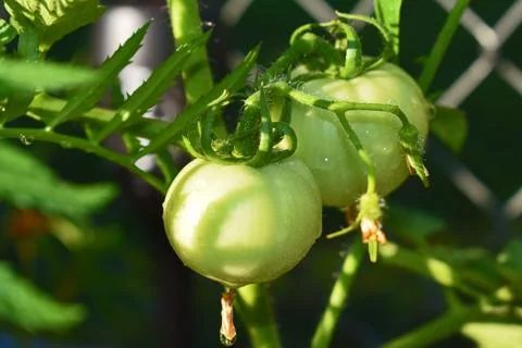 Green Tomatoes Foto stock