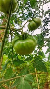 Green tomatoes Foto stock