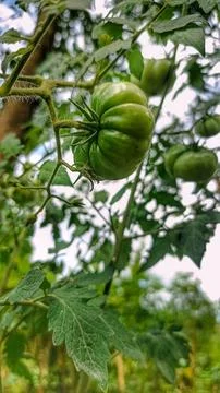 Green tomatoes Stock Photos