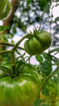 Green tomatoes Stock Photos