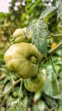 Green tomatoes Foto stock