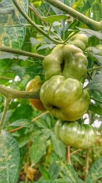 Green tomatoes Stock Photos