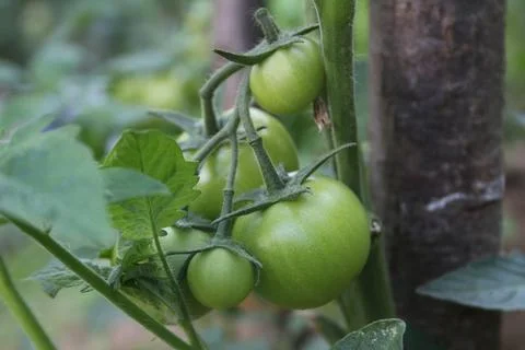 Green tomatoes Stock Photos