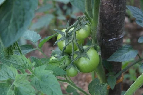 Green tomatoes Stock Photos
