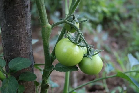 Green tomatoes Stock Photos