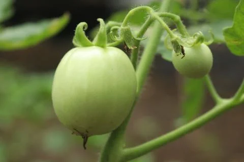 Green Tomatoes Stock Photos
