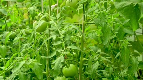 Green tomatoes plant inside hothouse Stock-Footage 141807249