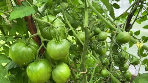 Green tomatoes plantation. Stock Footage 249693670