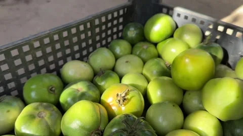 Green tomatoes in a plastic container are being prepared for transportation Stock Footage 254795845