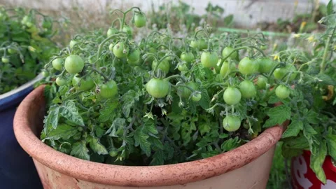 Green tomatoes at a pot. Growth in progress. Video stock 315246989