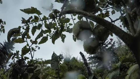 Green tomatoes rainy day Stock Footage 100567766