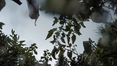 Green tomatoes rainy day Stock Footage 100567810