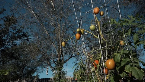 Green Tomatoes Ripening  Видео 86565238
