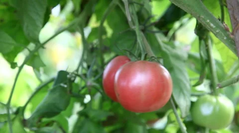 Green tomatoes ripening on vine Video stock 68817735