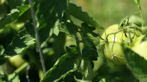 Green Tomatoes - Slider Left Stock Footage 12097521
