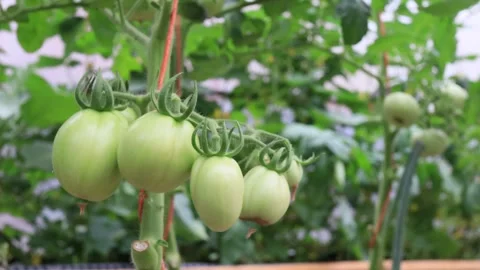 Green Tomatoes in the small greenhouse Stock-Footage 245761620