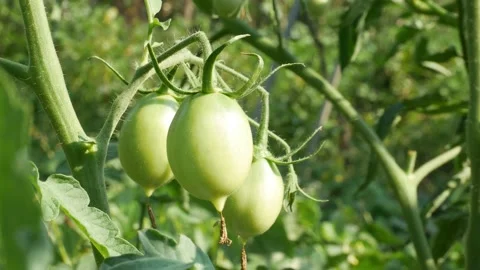 Green tomatoes on the stem. Close up green tomatoes growing in the garden Video stock 157455237