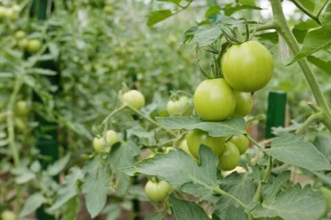 Green tomatoes on a stem Stock Photos